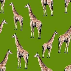 Giraffes on Green Background