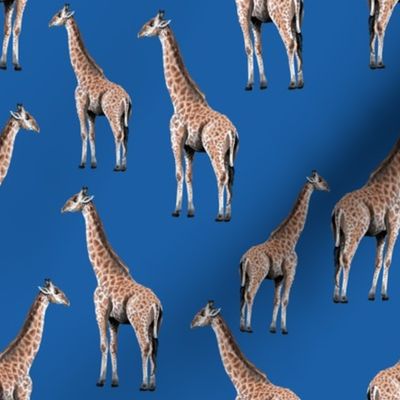 Giraffes on Blue Background