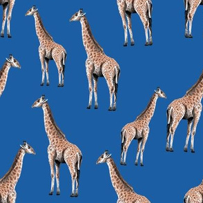 Giraffes on Blue Background