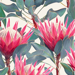 Painted King Proteas - hot pink on cream LARGE