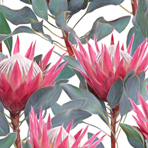 Painted King Proteas - pink on white LARGE