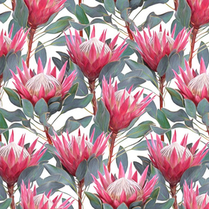 Painted King Proteas - pink on white MEDIUM