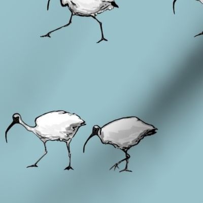 Ibis Walking