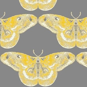 Primrose Yellow Mystic Moth with a Gray Brackground 