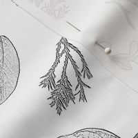 sketchbook leaves