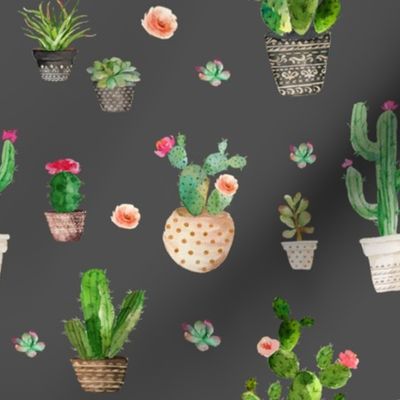 Potted Succulents // Gray