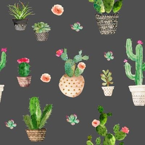 Potted Succulents // Gray