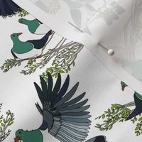 Kereru on white