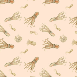 Cephalopods in Blush