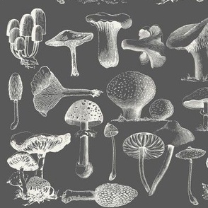 Mushrooms_on_Gray