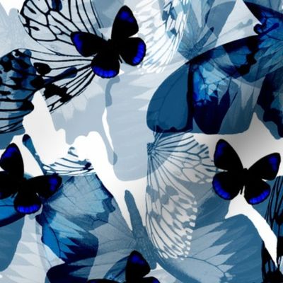 Butterflies - Blue