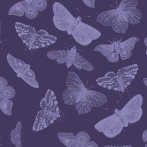 Butterflies in Amethyst