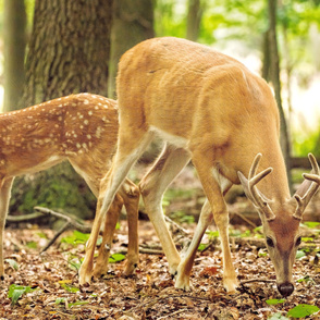 Deer Fabric Panel