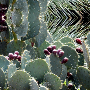 Oh, You Prickly Pear