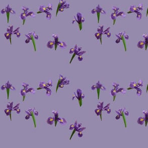 irisscattering on purple