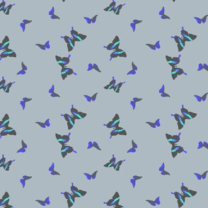 small_butterflies_blue_grey