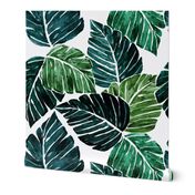 Monstera Leaves M