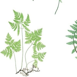 Spring Ferns on White // large