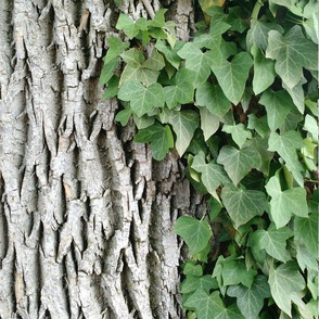 Ivy Leaves Cascading on Tree Bark