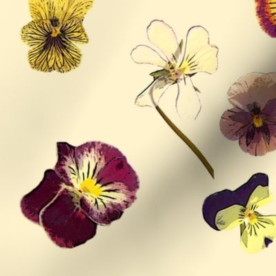 pansies on cream