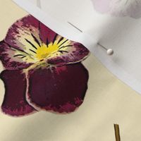 pansies on cream