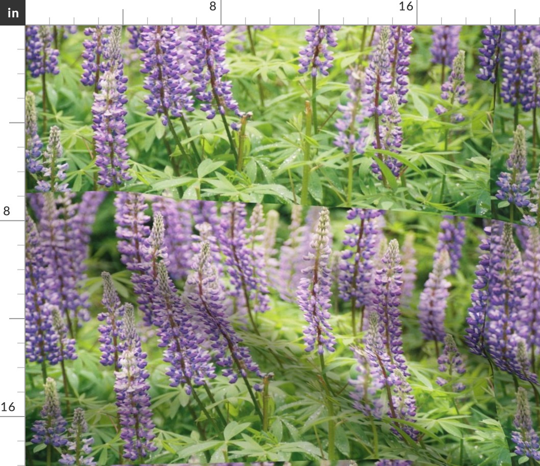 PURPLE_LUPINE_PLACEMATS-SPOKANE