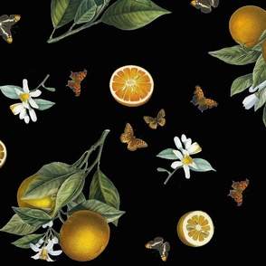 Oranges and Butterflies on Black Background