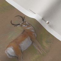 Pronghorn Antelope Buck