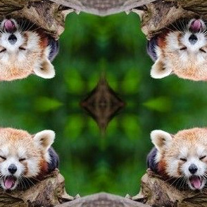 Red Panda Yawning