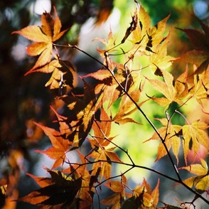 JAPANESE_MAPLE-MANITO_PARK