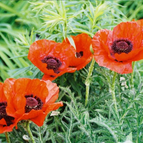 RED_POPPIES_2-PLACEMAT