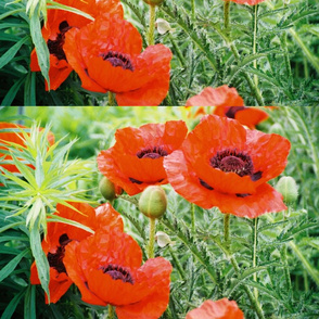 RED_POPPIES_3-PLACEMAT
