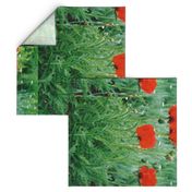 RED_POPPIES_4--TEA_TOWEL