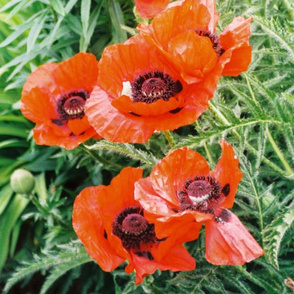 RED_POPPIES-LARGE