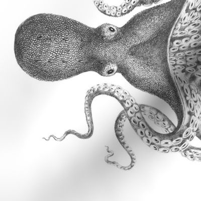 Charcoal Octopus // Railroaded