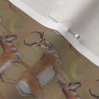 Pronghorn Antelope Buck and Doe