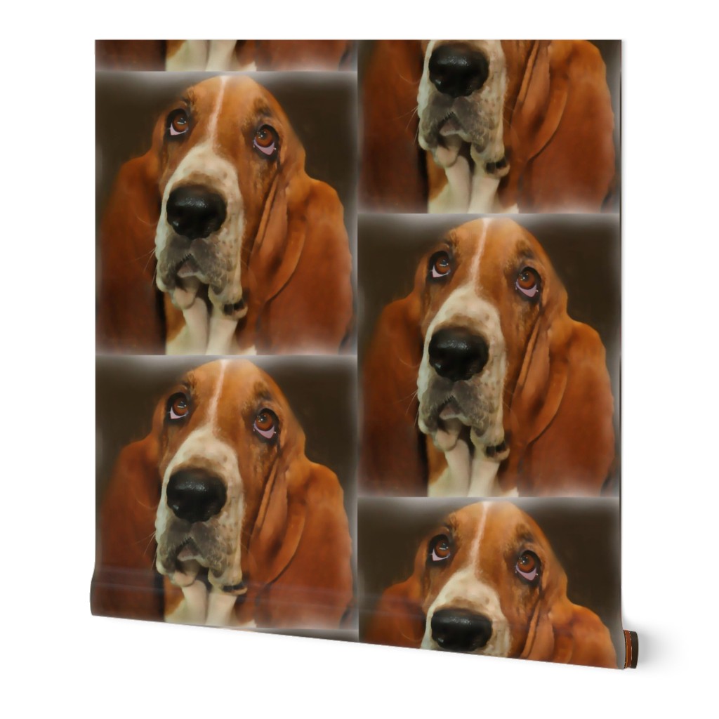 Baset Hound Portrait