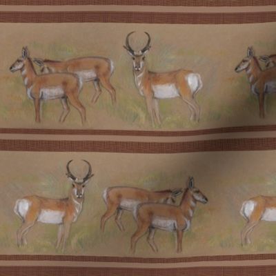 Pronghorn Antelope Stripe