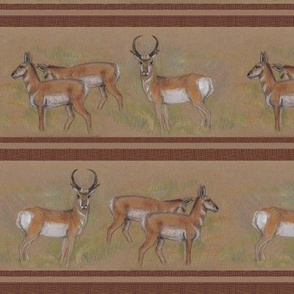 Pronghorn Antelope Stripe