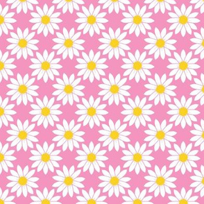 Daisies in Pink