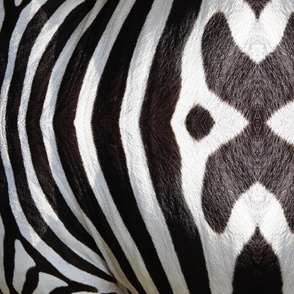 Zebra_Hide