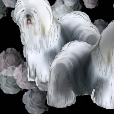 Old English Sheepdog Black Background