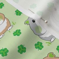 guinea-pigs-with-shamrocks