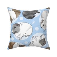 Guinea pigs and moon dots - large blue