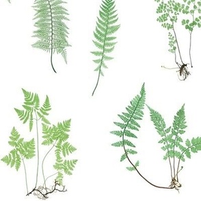 Spring Ferns on White // standard