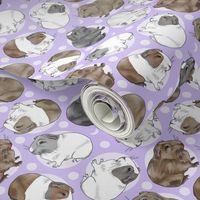 Guinea pigs and moon dots - medium purple