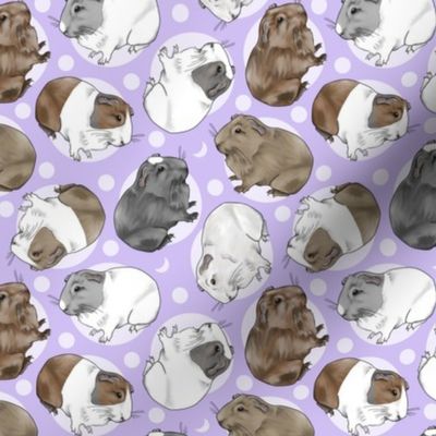 Guinea pigs and moon dots - small purple