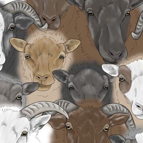Shetland Sheep herd faces - large