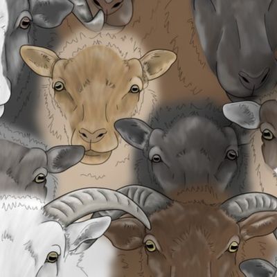Shetland Sheep herd faces - medium