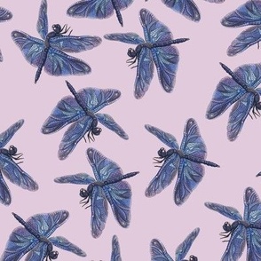   Dragonflies